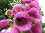 SX18742 Bee in foxgloves with Lib in background.jpg